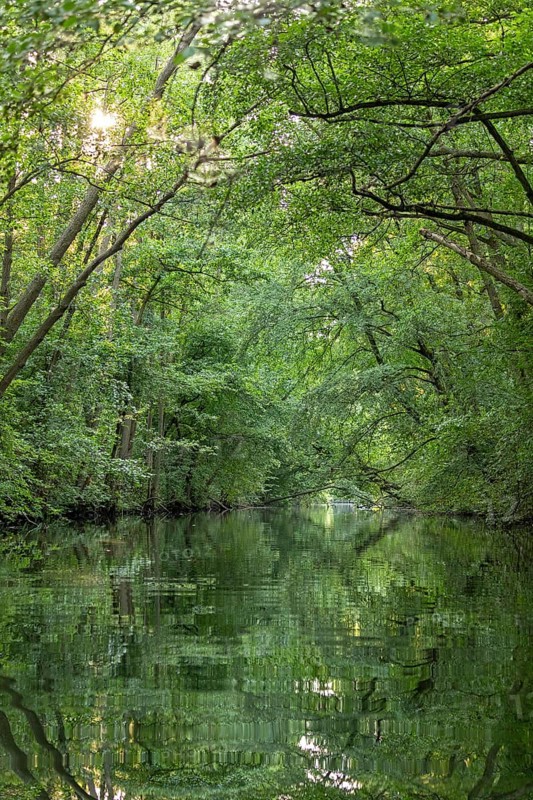 Trees, reflections, canal Alte Fahrt between Bolter Schleuse and Caarpsee, Müritz National Park, Mecklenburg Lake District, Mecklenburg-Western Pomerania, Germany
