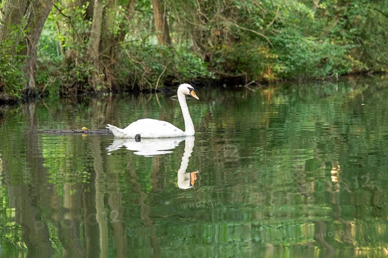 Mute swan (Cygnus olor), reflection, Alte Fahrt canal between Bolter Lock and Caarpsee lake, Müritz National Park, Mecklenburg Lake District, Mecklenburg-Western Pomerania, Germany