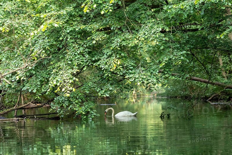Mute swan (Cygnus olor), reflection, Alte Fahrt canal between Bolter Lock and Caarpsee lake, Müritz National Park, Mecklenburg Lake District, Mecklenburg-Western Pomerania, Germany