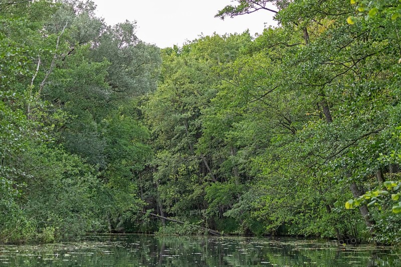 Trees, Alte Fahrt canal between Bolter Schleuse lock and Caarpsee lake, Müritz National Park, Mecklenburg Lake District, Mecklenburg-Western Pomerania, Germany