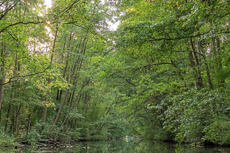 Trees, Alte Fahrt canal between Bolter Schleuse lock and Caarpsee lake, Müritz National Park, Mecklenburg Lake District, Mecklenburg-Western Pomerania, Germany