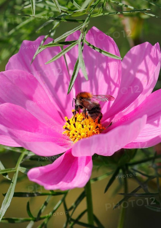 Bumblebee (Bombus terrestris), on a pink ornamental basket flower (Cosmos bipinnatus), North Rhine-Westphalia, Germany