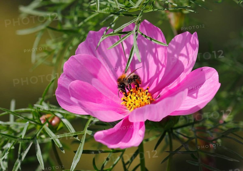 Bumblebee (Bombus terrestris), on a pink ornamental basket flower (Cosmos bipinnatus), North Rhine-Westphalia, Germany