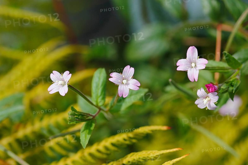 Smallflower Hairy Willowherb (Epilobium parviflorum), flower, North Rhine-Westphalia, Germany