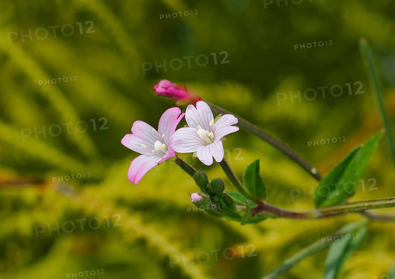 Smallflower Hairy Willowherb (Epilobium parviflorum), flower, North Rhine-Westphalia, Germany