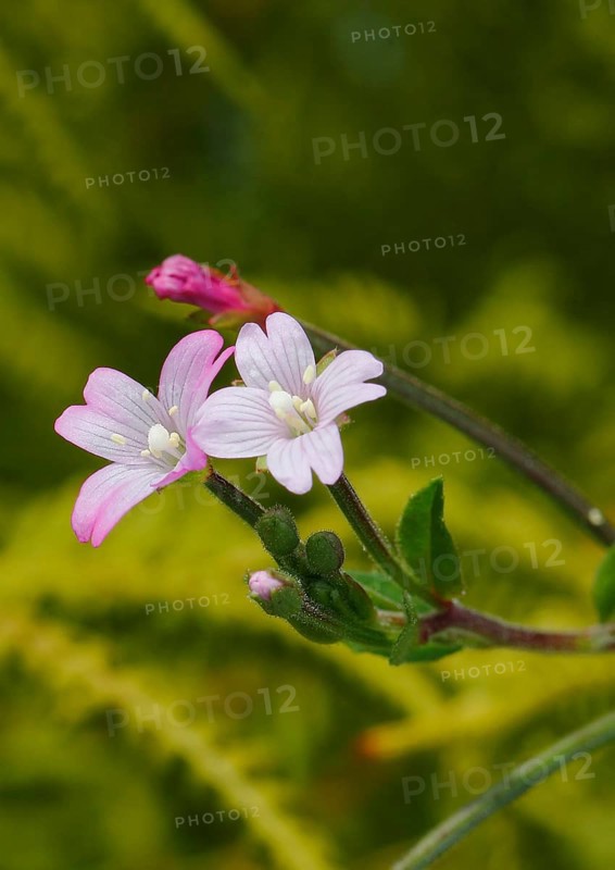 Smallflower Hairy Willowherb (Epilobium parviflorum), flower, North Rhine-Westphalia, Germany