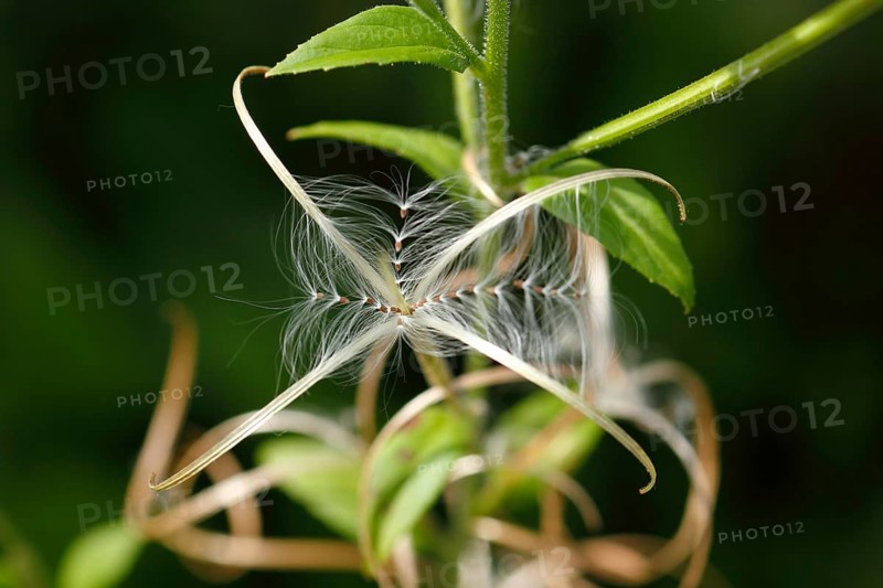 Smallflower Hairy Willowherb (Epilobium parviflorum), seeds, North Rhine-Westphalia, Germany