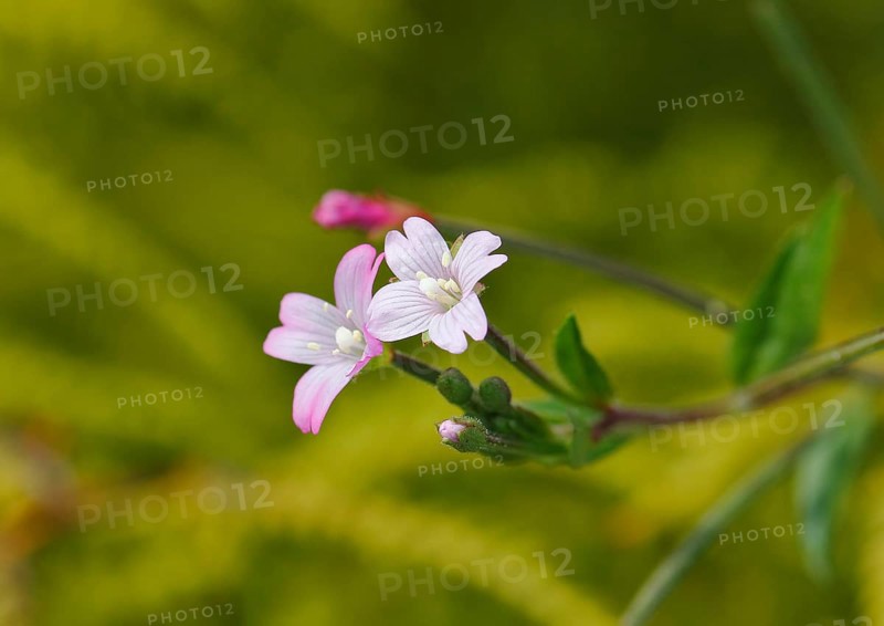 Smallflower Hairy Willowherb (Epilobium parviflorum), flower, North Rhine-Westphalia, Germany