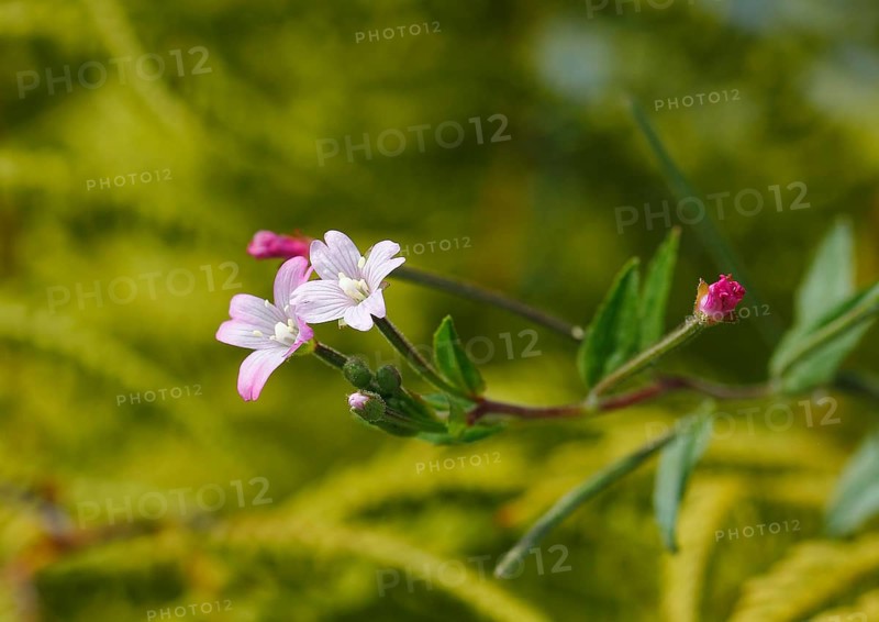 Smallflower Hairy Willowherb (Epilobium parviflorum), flower, North Rhine-Westphalia, Germany