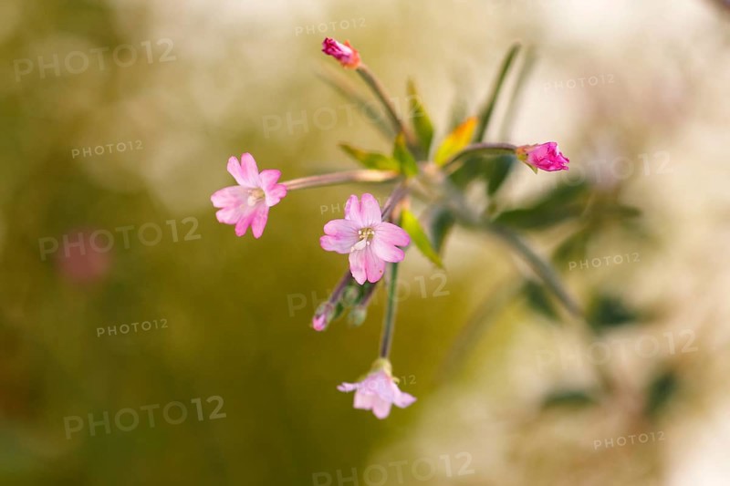 Smallflower Hairy Willowherb (Epilobium parviflorum), flower, North Rhine-Westphalia, Germany