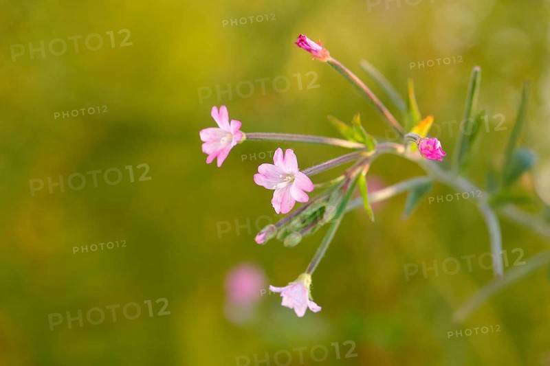 Smallflower Hairy Willowherb (Epilobium parviflorum), flower, North Rhine-Westphalia, Germany