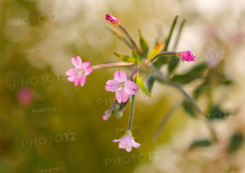 Smallflower Hairy Willowherb (Epilobium parviflorum), flower, North Rhine-Westphalia, Germany