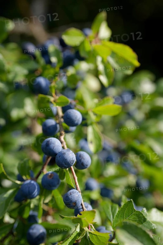 Blackthorn with fruit (Prunus spinosa), sloe, summer, harvest, fruit, jelly, Starkholzbach, Hohenlohe, Germany