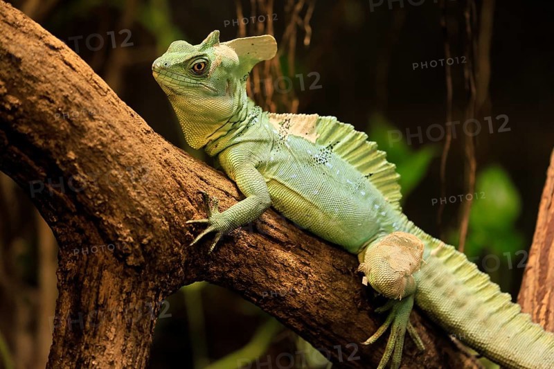Frontal lobe basilisk (Basiliscus plumifrons), adult, on tree, foraging, vigilant, Central America, captive