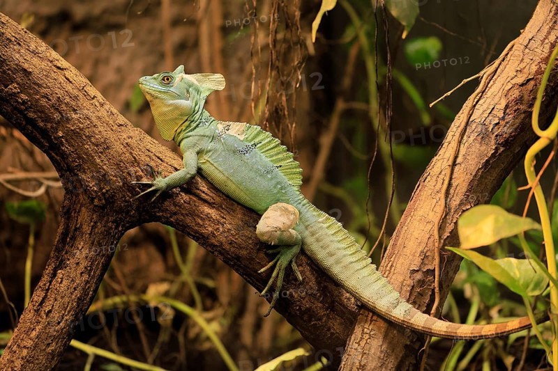 Frontal lobe basilisk (Basiliscus plumifrons), adult, on tree, foraging, vigilant, Central America, captive