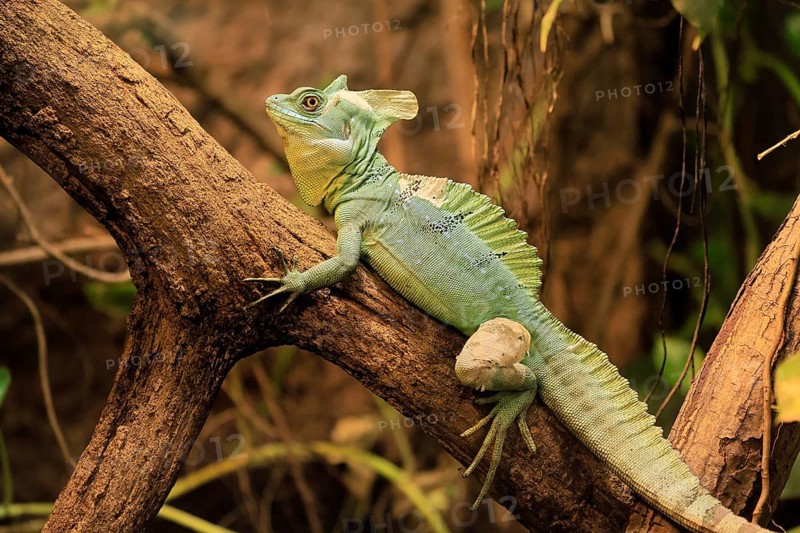 Frontal lobe basilisk (Basiliscus plumifrons), adult, on tree, foraging, vigilant, Central America, captive