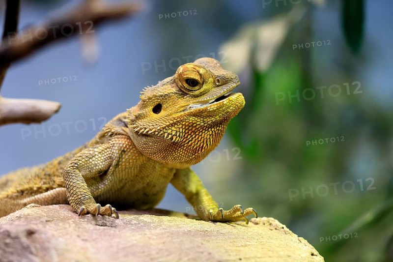 Central bearded dragon (Pogona vitticeps), coloured bearded dragon, adult, rock, alert, portrait, Australia, captive