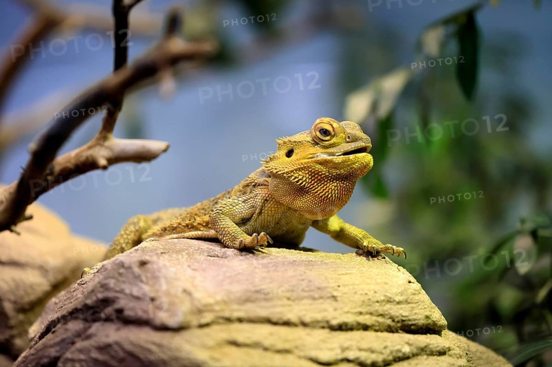 Central bearded dragon (Pogona vitticeps), coloured bearded dragon, adult, rock, alert, portrait, Australia, captive