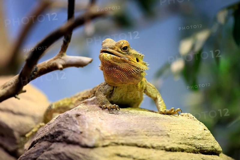 Central bearded dragon (Pogona vitticeps), coloured bearded dragon, adult, rock, alert, portrait, Australia, captive