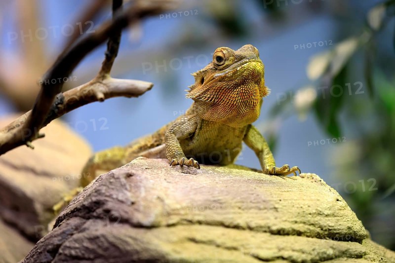 Central bearded dragon (Pogona vitticeps), coloured bearded dragon, adult, rock, alert, portrait, Australia, captive