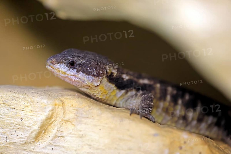 East African spiny-tailed lizard (Cordylus tropidosternum), adult, portrait, rock, alert, East Africa, Africa, captive