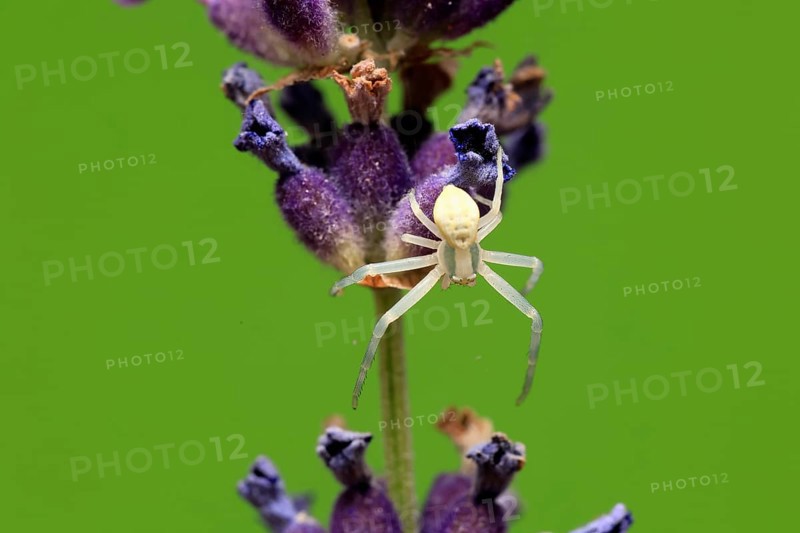 Goldenrod crab spider (Misumena vatia), adult, female, on flower, foraging, Germany