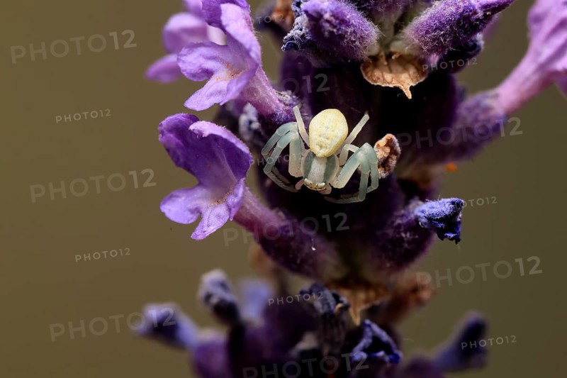 Goldenrod crab spider (Misumena vatia), adult, female, on flower, foraging, Germany