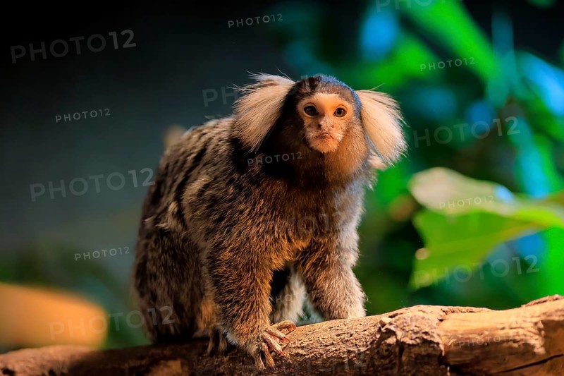 White-tufted marmoset (Callithrix jacchus), adult, on tree, vigilant, captive, Brazil, South America