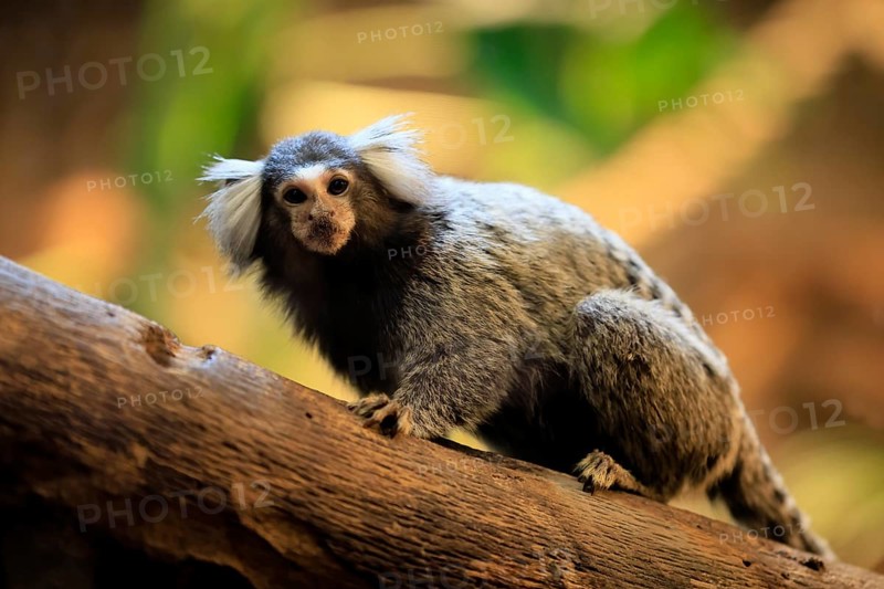 White-tufted marmoset (Callithrix jacchus), adult, on tree, vigilant, captive, Brazil, South America