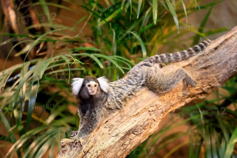 White-tufted marmoset (Callithrix jacchus), adult, on tree, vigilant, captive, Brazil, South America