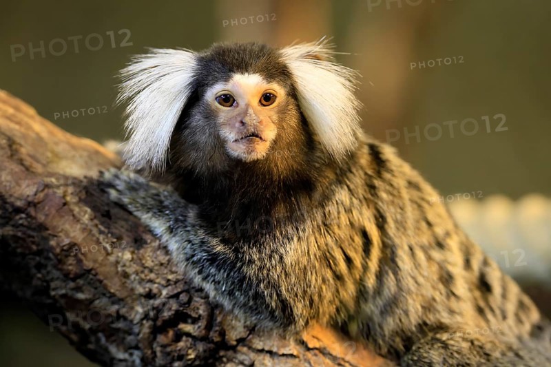 White-tufted marmoset (Callithrix jacchus), adult, on tree, alert, portrait, captive, Brazil, South America