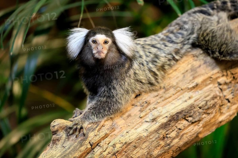 White-tufted marmoset (Callithrix jacchus), adult, on tree, vigilant, captive, Brazil, South America