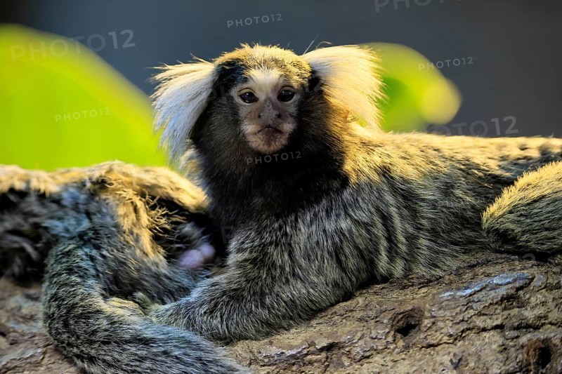White-tufted marmoset (Callithrix jacchus), adult, on tree, portrait, alert, captive, Brazil, South America