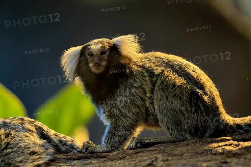 White-tufted marmoset (Callithrix jacchus), adult, on tree, vigilant, captive, Brazil, South America