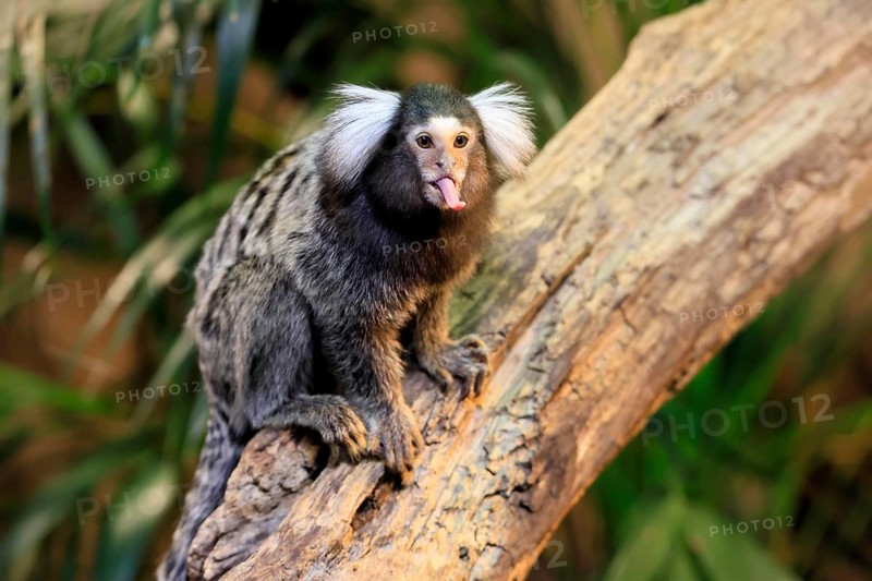 White-tufted marmoset (Callithrix jacchus), adult, on tree, showing tongue, captive, Brazil, South America