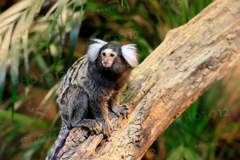 White-tufted marmoset (Callithrix jacchus), adult, on tree, vigilant, captive, Brazil, South America