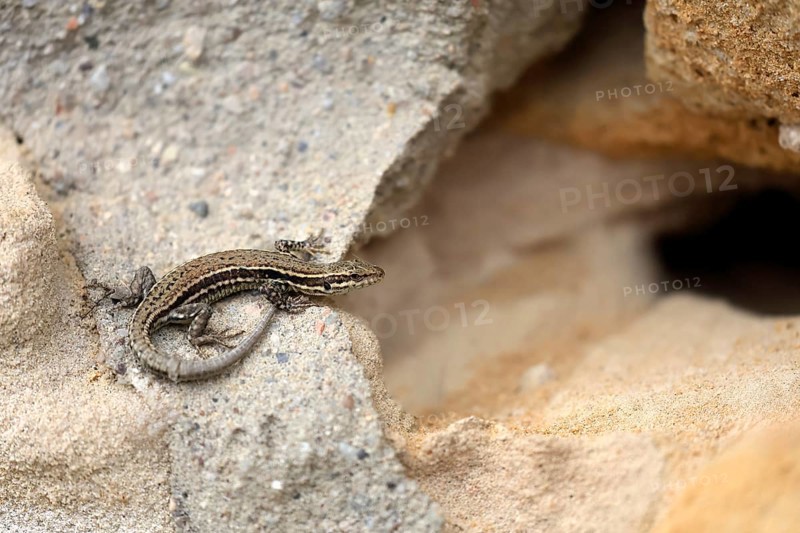 Sand lizard (Lacerta agilis), adult, female, Ellerstadt, Rhineland-Palatinate, Germany