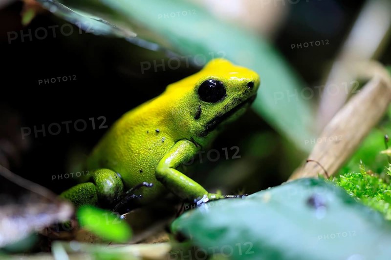 Black-legged poison frog (Phyllobates bicolor), adult, alert, South America, captive