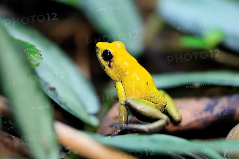 Black-legged poison frog (Phyllobates bicolor), adult, alert, South America, captive