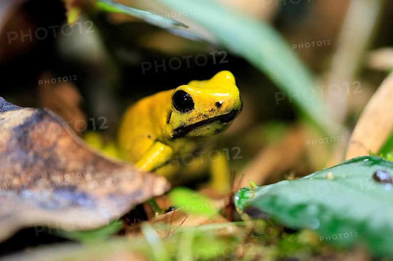 Black-legged poison frog (Phyllobates bicolor), adult, alert, South America, captive