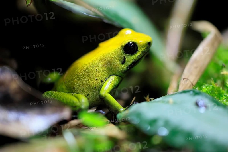 Black-legged poison frog (Phyllobates bicolor), adult, alert, South America, captive