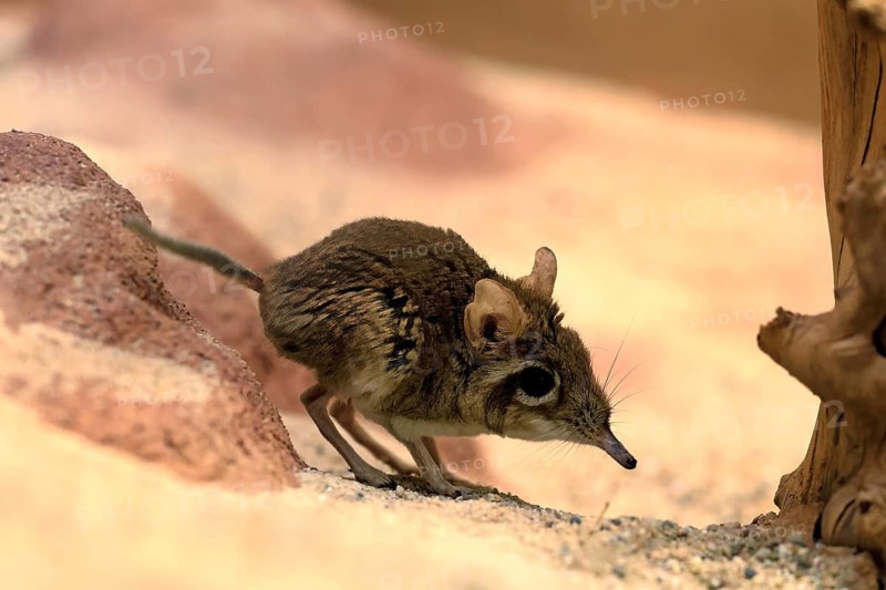Rufous elephant shrew (Galegeeska rufescens), adult, on ground, foraging, alert, East Africa