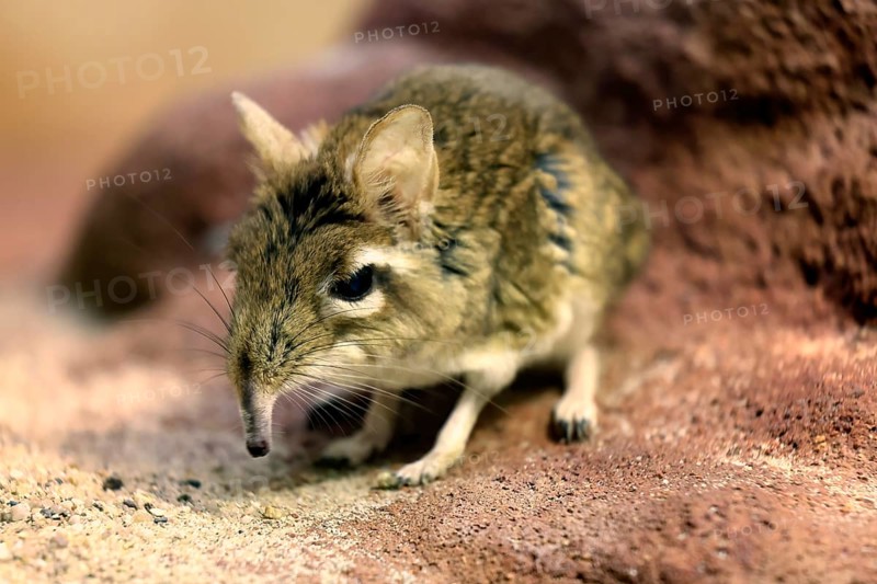 Rufous elephant shrew (Galegeeska rufescens), adult, on ground, foraging, alert, East Africa
