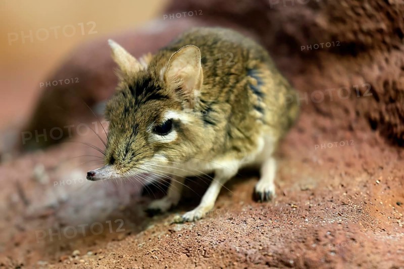 Rufous elephant shrew (Galegeeska rufescens), adult, on ground, foraging, alert, East Africa