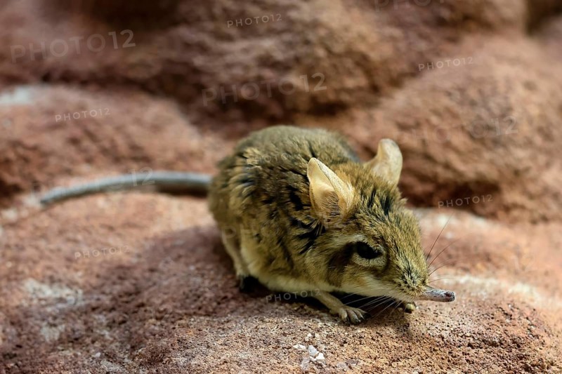 Rufous elephant shrew (Galegeeska rufescens), adult, on ground, foraging, alert, East Africa