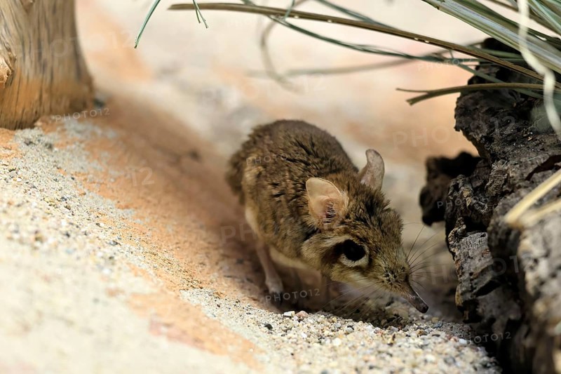 Rufous elephant shrew (Galegeeska rufescens), adult, on ground, foraging, alert, East Africa