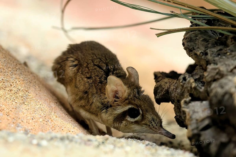 Rufous elephant shrew (Galegeeska rufescens), adult, on ground, foraging, alert, East Africa