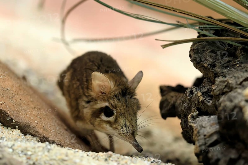 Rufous elephant shrew (Galegeeska rufescens), adult, on ground, foraging, alert, East Africa