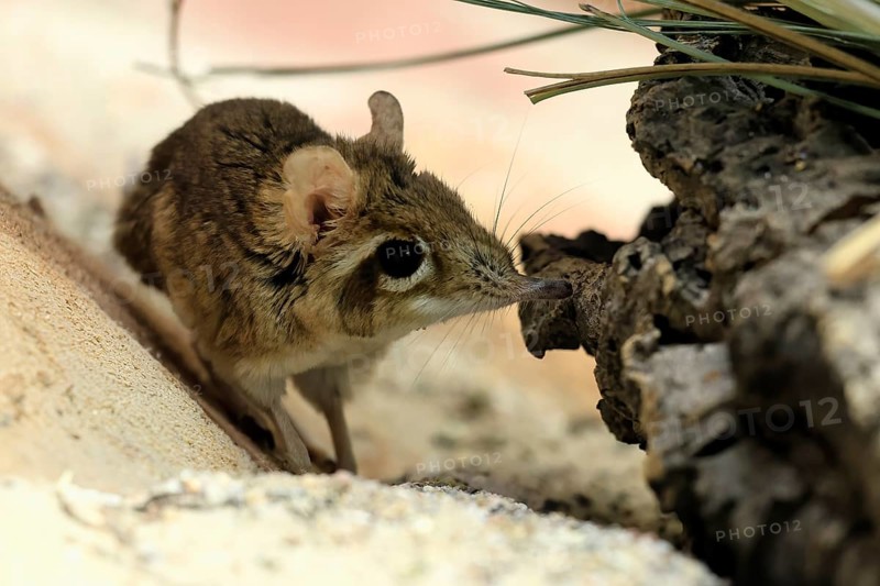 Rufous elephant shrew (Galegeeska rufescens), adult, on ground, foraging, alert, East Africa