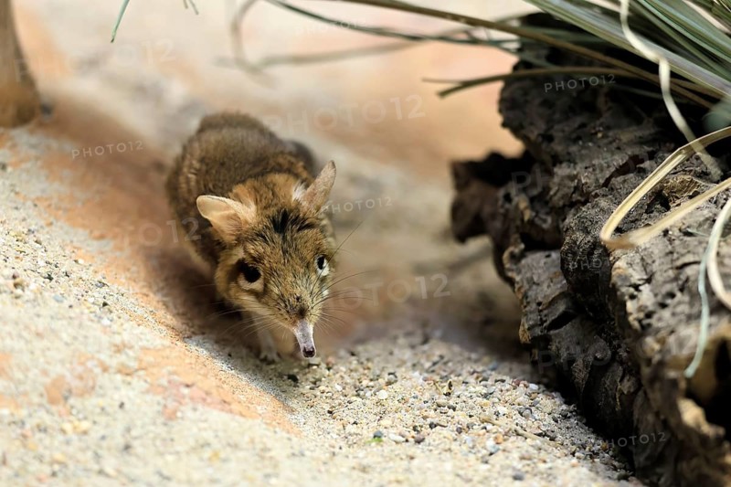 Rufous elephant shrew (Galegeeska rufescens), adult, on ground, foraging, alert, East Africa
